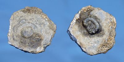 Knapp
Gammel knapp i ukjent oppsmuldrende legering. Ca. 17-1800 tallet.
Funnet pÃ¥ Bokn av Anders Eiken.
